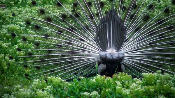 Közelkép Visszapillantás Indiai Kék Peafowl Peacock Pavo Cristatus — Stock Fotó