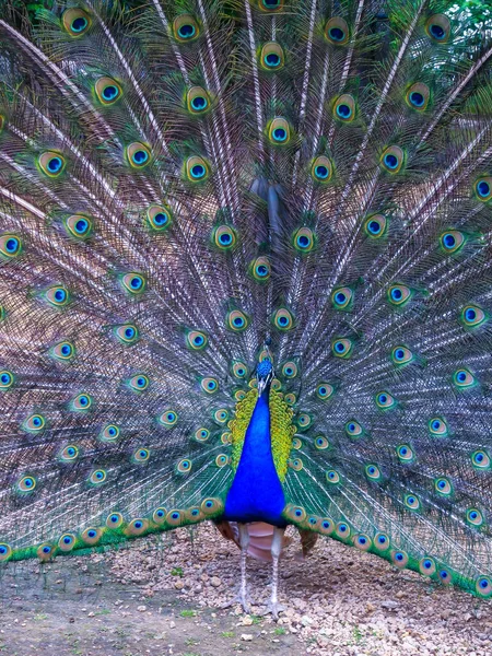 Der Indische Blaupfauenauge Pfau Pavo Cristatus Männchen Mit Ausgebreitetem Schwanz — Stockfoto