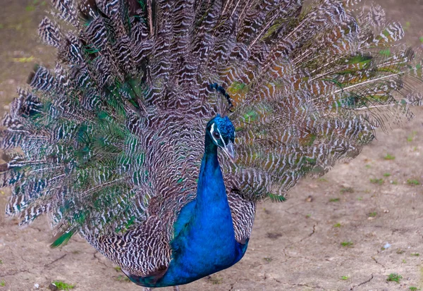 Indian Blue Peafowl Peacock Pavo Cristatus Askania Nova Ucrânia — Fotografia de Stock