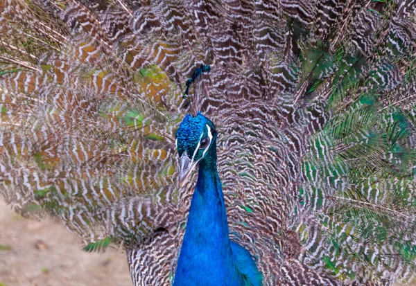 Индийская Голубая Горошина Павлин Pavo Cristatus Украина — стоковое фото