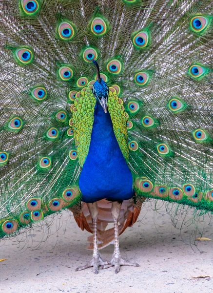 Indiai Kék Peafowl Peacock Pavo Cristatus Hím Elterjedt Farokkal Párzási — Stock Fotó