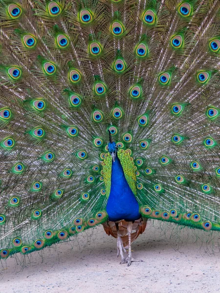 Hint Mavisi Peacock Pavo Kristali Çiftleşme Mevsiminde Yayılmış Kuyruklu Erkek — Stok fotoğraf