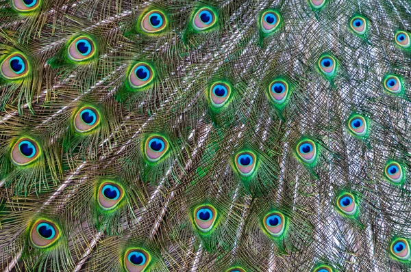 Κοντινό Πλάνο Των Φτερών Αρσενικό Ινδική Μπλε Κουκουβάγια Peacock Pavo — Φωτογραφία Αρχείου