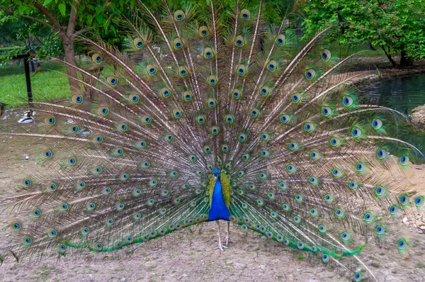 Indiai Kék Peafowl Pavo Cristatus Felnőtt Hím Nyitott Farokkal Párzási — Stock Fotó