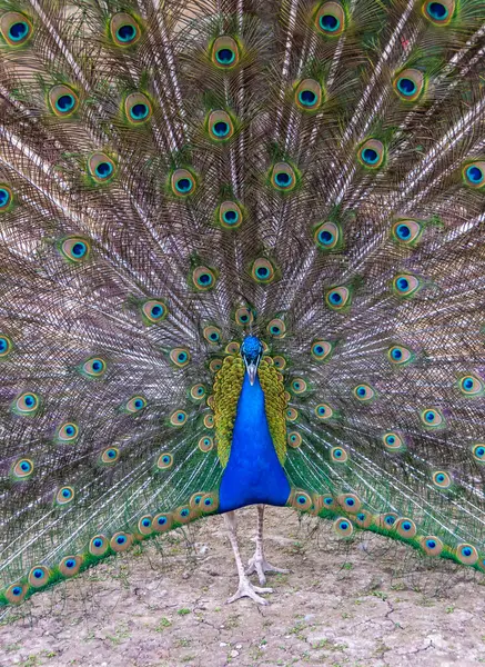 Indische Blaupfaue Pavo Cristatus Ausgewachsenes Männchen Mit Offenem Schwanz Während — Stockfoto