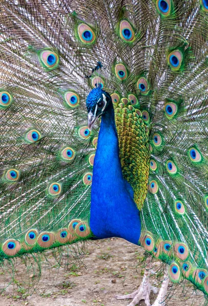 Búho Real Azul Indio Peacock Pavo Cristatus Askania Nova Ucrania — Foto de Stock