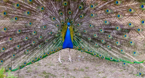 Peafowl Azul Indio Pavo Cristatus Macho Adulto Con Cola Abierta —  Fotos de Stock