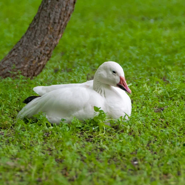 White Geese Rest Green Grass Askania Nova Ukraine — 스톡 사진