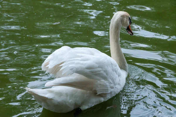 Белый Лебедь Плавает Озере Аскания Нова Украина — стоковое фото