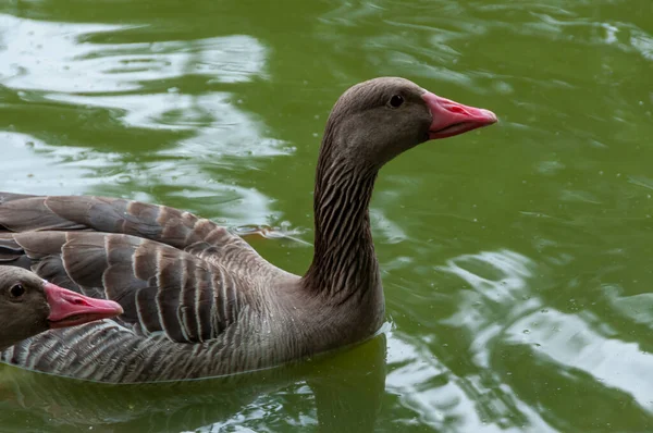 Gray Goose Swims Lake Askania Nova — Stock Fotó