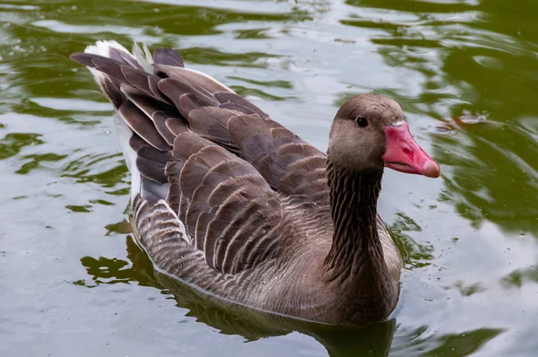 Gray Goose Swims Lake Askania Nova — Stockfoto