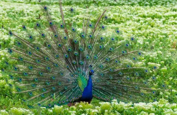 Indian Blue Peafowl Peacock Pavo Cristatus Shows Females His Open — Fotografia de Stock