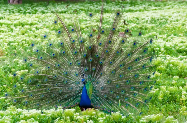 Indian Blue Peafowl Peacock Pavo Cristatus Shows Females His Open — Stock Fotó