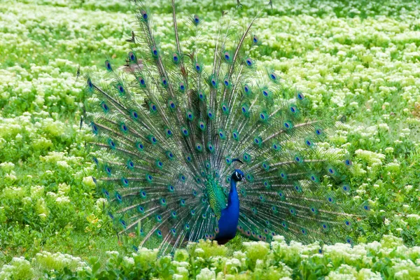 Indian Blue Peafowl Peacock Pavo Cristatus Shows Females His Open — Stok fotoğraf
