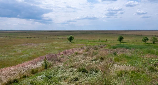 Dzikie Zioła Wysiadają Wietrze Pod Niebem Askania Nova Ukraina — Zdjęcie stockowe