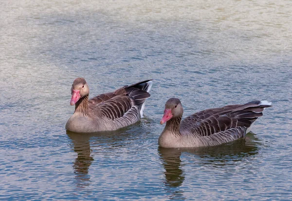 Gray Goose Swims Lake Askania Nova — Photo