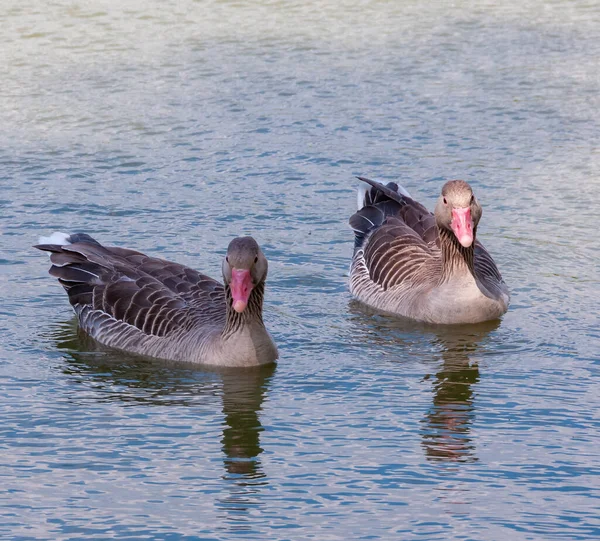 Gray Goose Swims Lake Askania Nova — Stockfoto