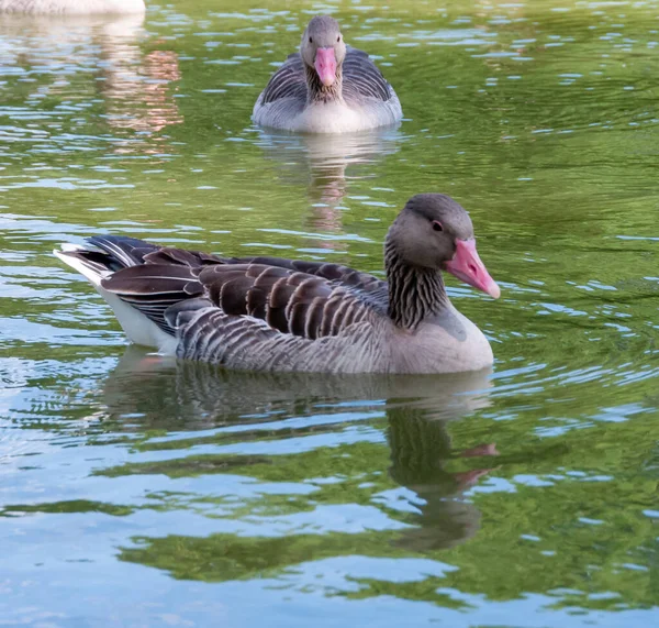 Gray Goose Swims Lake Askania Nova — Fotografia de Stock