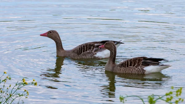 Gray Goose Swims Lake Askania Nova — Stock Fotó