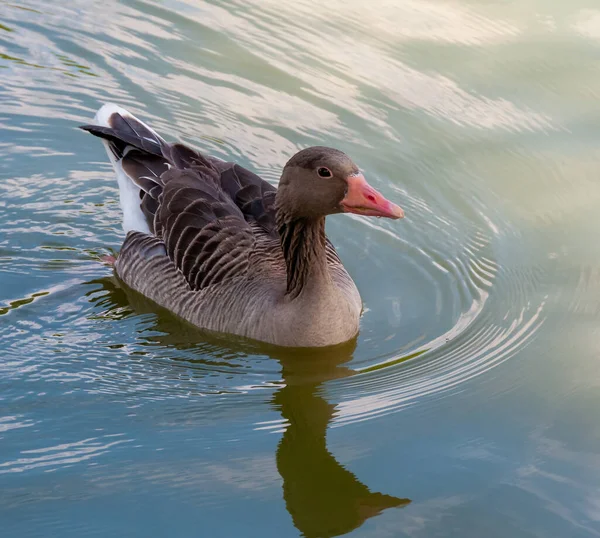 Gray Goose Swims Lake Askania Nova — Fotografia de Stock