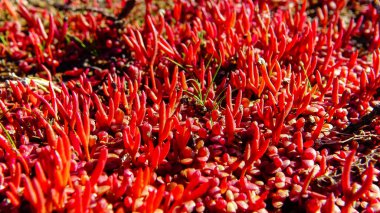 Kuyalnik, Ukrayna 'da sonbaharda kıpkırmızı pigmentli sulu bitki (Salicornia europaea).