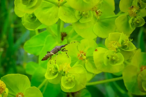 Insecten Euphorbia Melkkruid Bloemen Verzamelen Zoete Nectar Aan Oever Van — Stockfoto