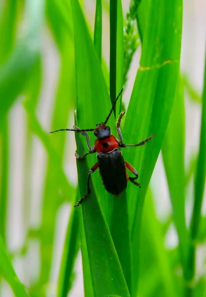 stock image Cantharis fusca, small soft-bodied beetle on green grass, Ukraine