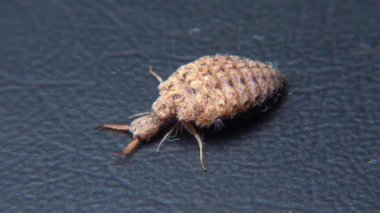 Antlion Larva (Myrmeleon formicarius), siyah arkaplanda kahverengi tüylü böcek larvası.