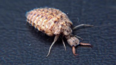 Antlion Larva (Myrmeleon formicarius), siyah arkaplanda kahverengi tüylü böcek larvası.