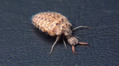 Antlion Larva (Myrmeleon formicarius), siyah arkaplanda kahverengi tüylü böcek larvası.