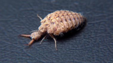 Antlion Larva (Myrmeleon formicarius), siyah arkaplanda kahverengi tüylü böcek larvası.