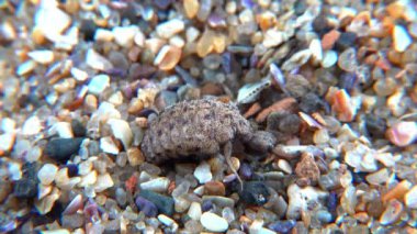 Antlion Larva (Myrmeleon formicarius), kahverengi tüylü böcek larvası kuma yuva yapar.