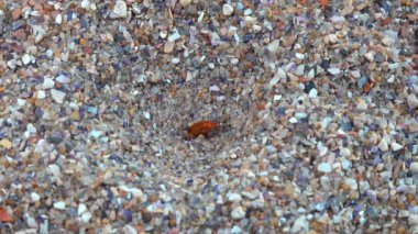 Antlion Larva (Myrmeleon formicarius), böcek larvası kumdaki bir hunide kırmızı bir böcek yakalar.