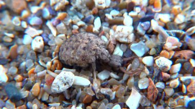 Antlion Larva (Myrmeleon formicarius), kahverengi tüylü böcek larvası kuma yuva yapar.