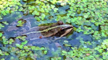Bataklık kurbağası (Pelophylax ridibundus), ördek otunun arasında suda yüzen kurbağa.