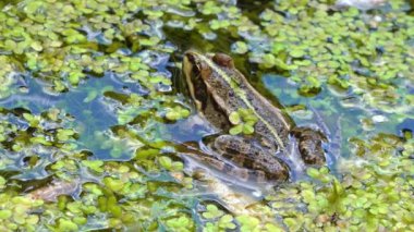 Bataklık kurbağası (Pelophylax ridibundus), ördek otunun arasında suda yüzen kurbağa.