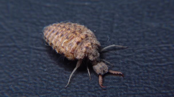 Antlion Larva Myrmeleon Formicarius Brown Hairy Insect Larva Black Background — Stock Video