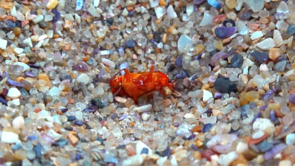 アントライオン ラルヴァ ミルメレオン フォーミカリウス 昆虫の幼虫が砂のファネルで赤いビートルを捕まえる — ストック動画