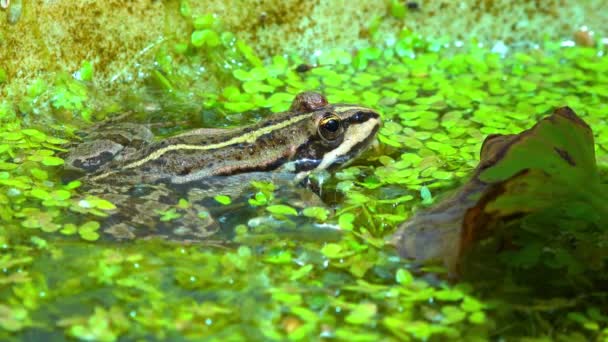 沼泽蛙 Pelophylax Ridibundus 浮藻中的青蛙 — 图库视频影像