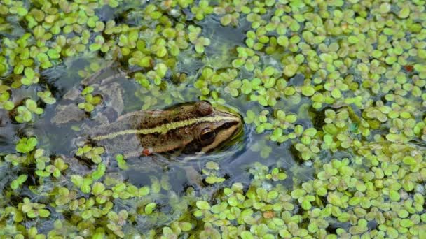 Der Sumpffrosch Pelophylax Ridibundus Frosch Wasser Unter Wasserlinsen — Stockvideo