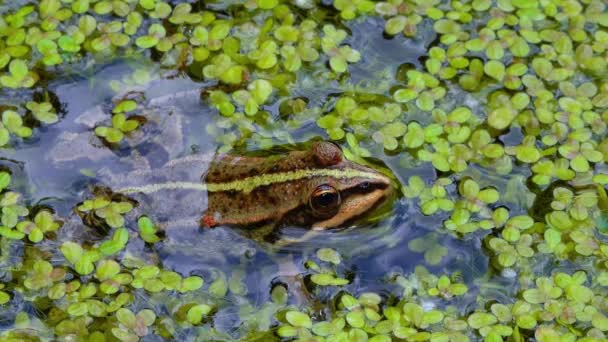 Bataklık Kurbağası Pelophylax Ridibundus Ördek Otunun Arasında Suda Yüzen Kurbağa — Stok video