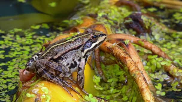 Marsh Frog Pelophylax Ridibundus Frog Water Duckweed — Stock Video