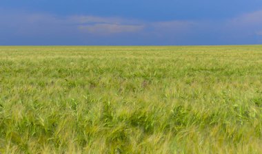 Yeşil çavdar tarlası, rüzgarda sallanan tahıl dalları, Ukrayna