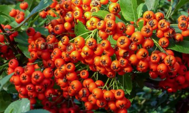 Pyracantha ya da firethorn, hiç bitmeyen bir yeşilin kırmızı meyveleri 