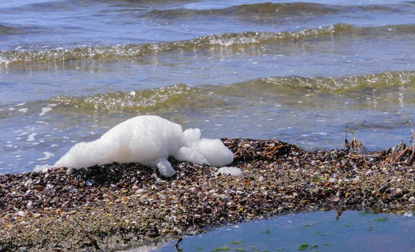 이매패강 동물의 껍데기들은 강어귀의해 안에서 폭풍에 던져졌다 — 스톡 사진
