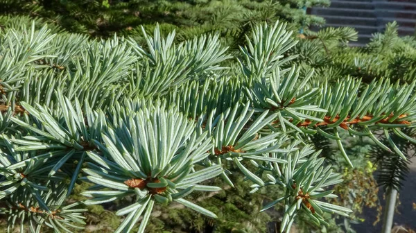 Close Green Branch Blue Spruce Ukraine — Stock Photo, Image