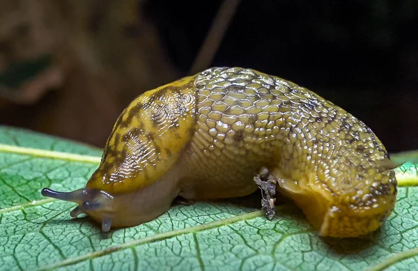 Slug Land Slug Crawls Night Rain Search Food — Stock fotografie