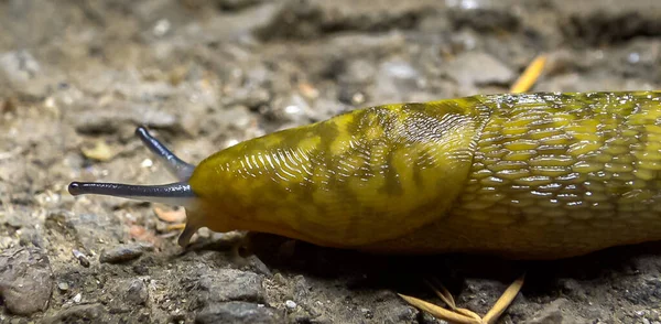 Slug Γυμνοσάλιαγκας Γης Σέρνεται Νύχτα Μετά Βροχή Αναζήτηση Τροφής — Φωτογραφία Αρχείου