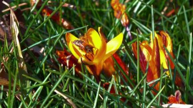 Bal arısı sarı bir kuyuda nektar ve polen toplar.