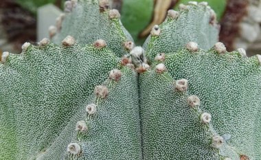 Close-up, cactus Astrophytum sp., in the collection